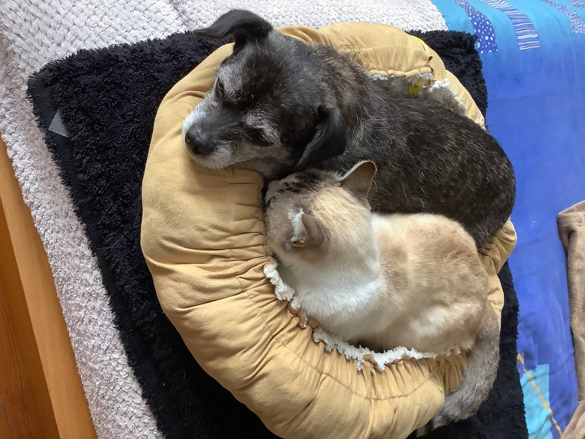 Chamallow a rejoint le concours — aidez-le/la à gagner de superbes lots ! canidae, carnivore, cat, comfort, companion_dog, dog, dog_breed, dog_supply, domestic_short_haired_cat, fawn, felidae, fur, linens, nap, pet_supply, small_to_medium_sized_cats, snout, sporting_group, tail, whiskers