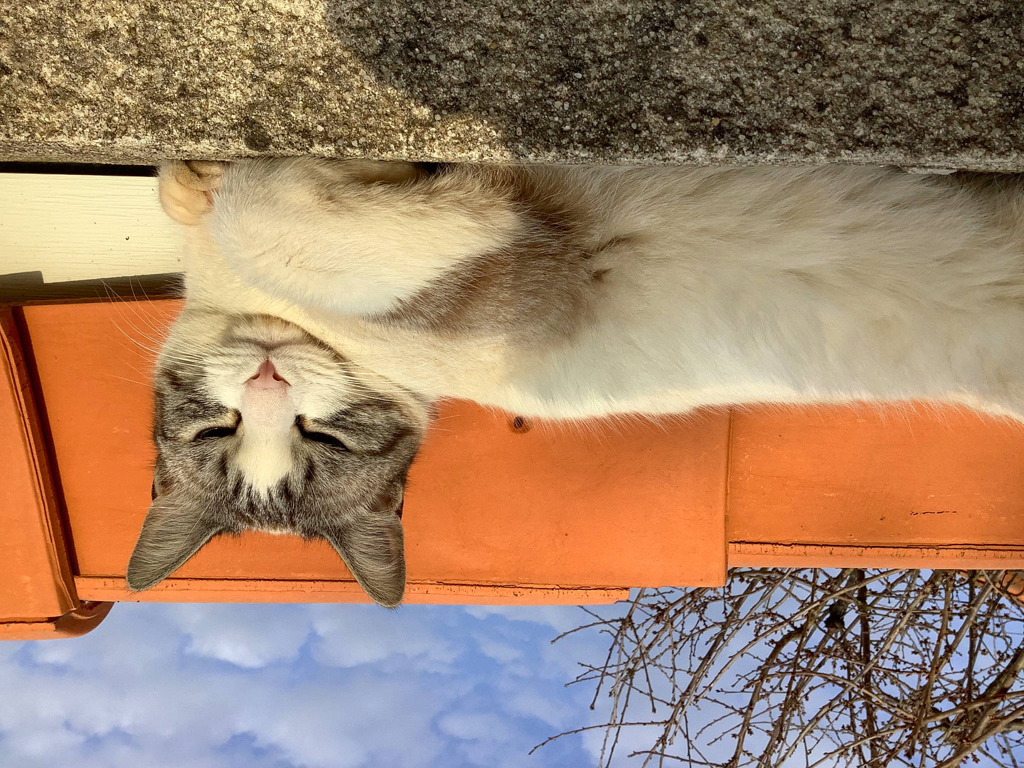 Chamallow a rejoint le concours — aidez-le/la à gagner de superbes lots ! carnivore, cat, claw, cloud, domestic_short_haired_cat, fawn, felidae, fur, grey, nap, paw, plant, sky, small_to_medium_sized_cats, snout, tail, vertebrate, whiskers, wildlife, wood