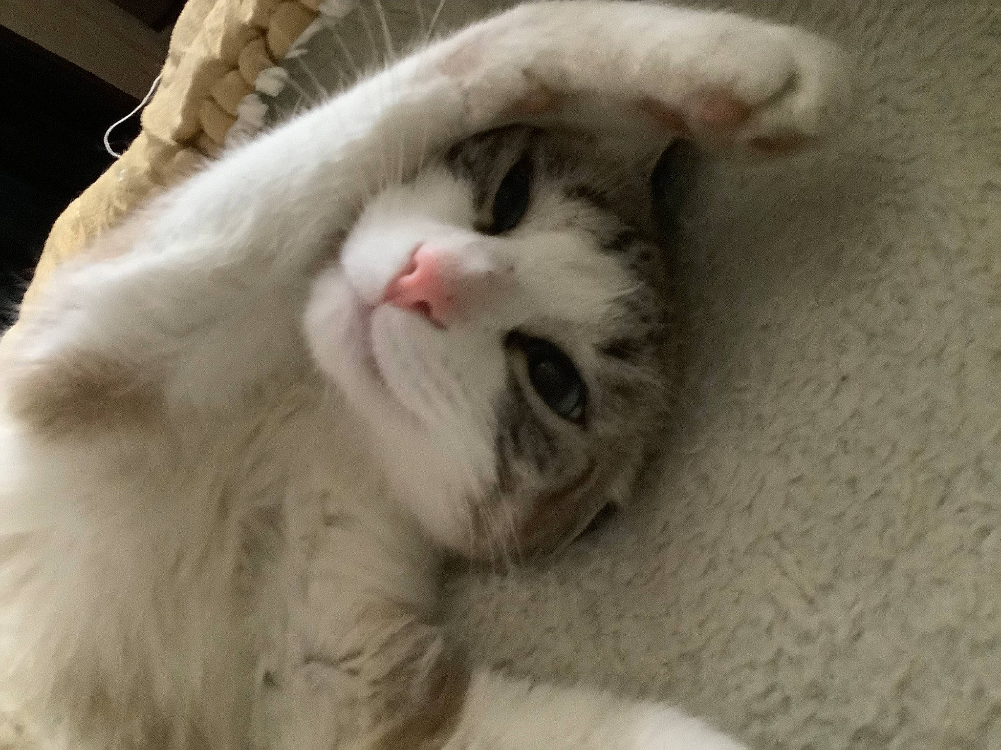 Chamallow a rejoint le concours — aidez-le/la à gagner de superbes lots ! carnivore, cat, claw, comfort, domestic_short_haired_cat, fang, fawn, felidae, fur, nap, paw, sleep, small_to_medium_sized_cats, snout, tail, whiskers