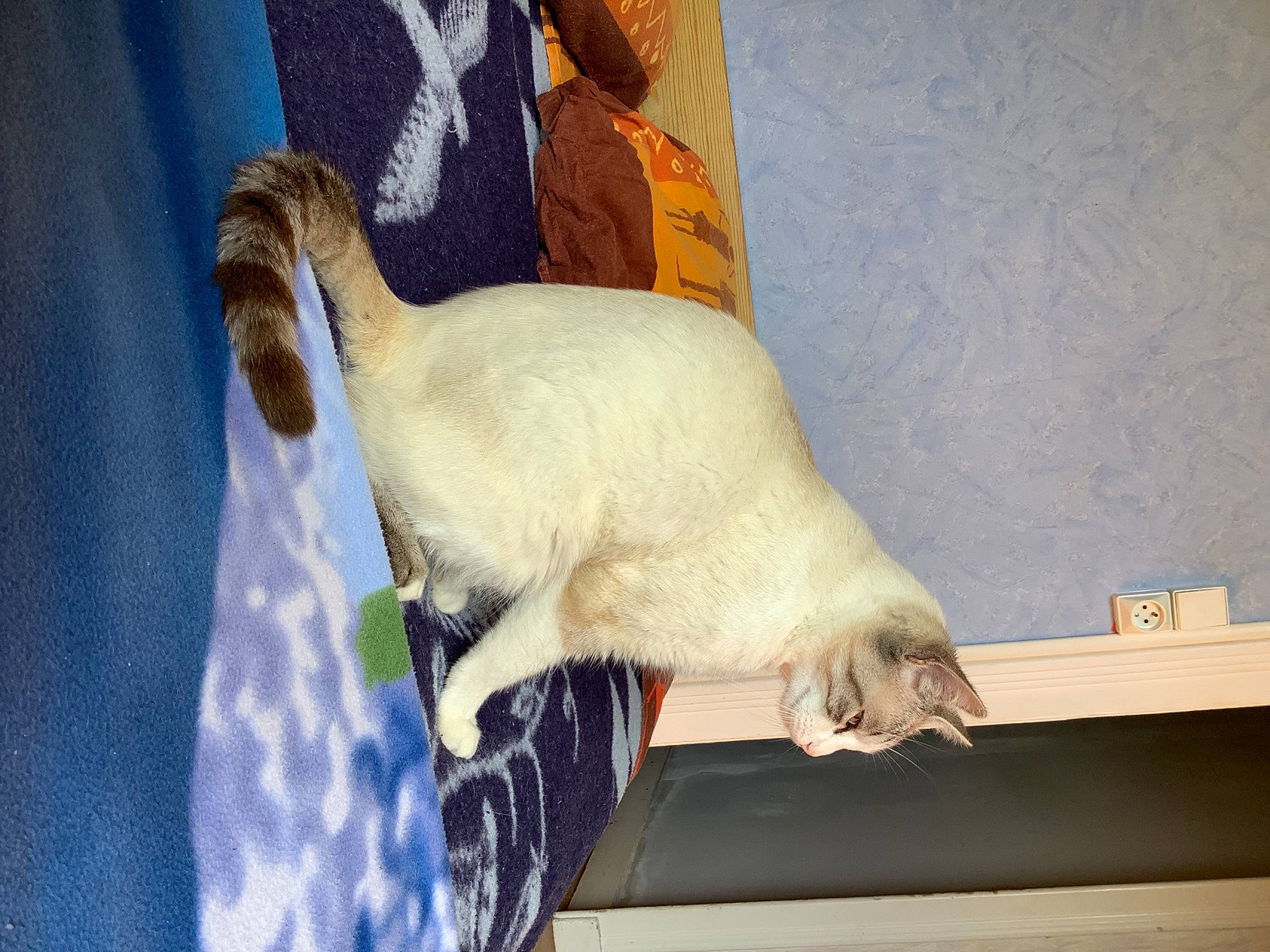 Chamallow participe au concours pour gagner de l'argent avec cette photo : canidae, carnivore, cat, claw, comfort, dog_breed, domestic_short_haired_cat, fawn, felidae, fur, paw, siamese, small_to_medium_sized_cats, snout, sporting_group, tail, terrestrial_animal, whiskers, wood