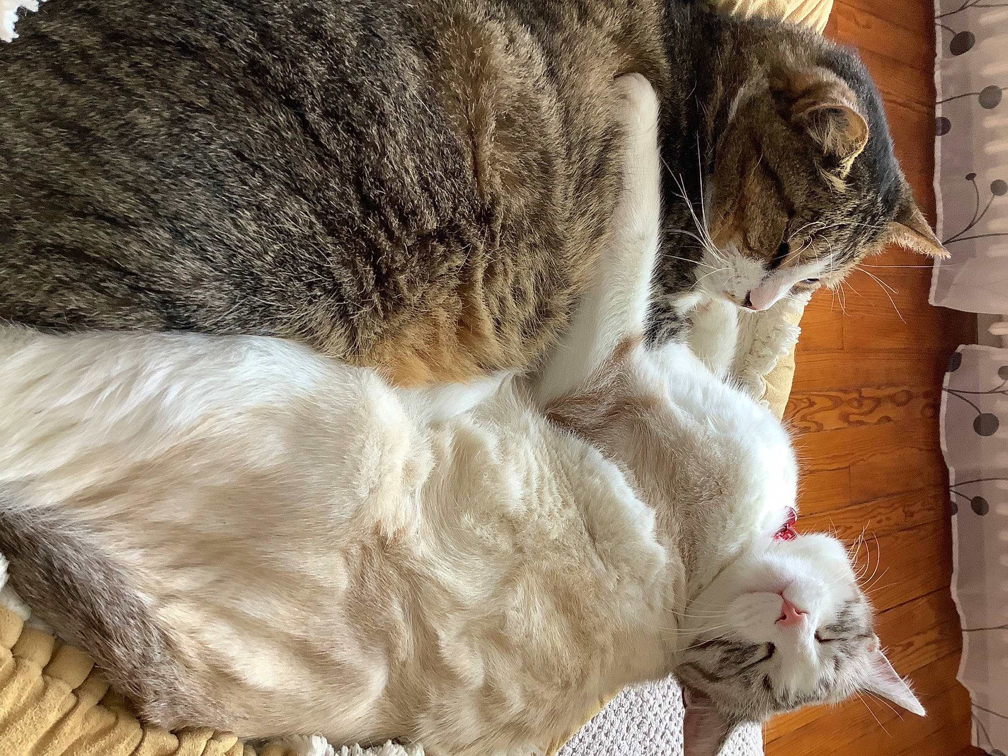 Chamallow a rejoint le concours — aidez-le/la à gagner de superbes lots ! carnivore, cat, cat_supply, claw, comfort, domestic_short_haired_cat, ear, fawn, felidae, fur, nap, paw, pet_supply, sleep, small_to_medium_sized_cats, snout, tail, terrestrial_animal, tree, whiskers