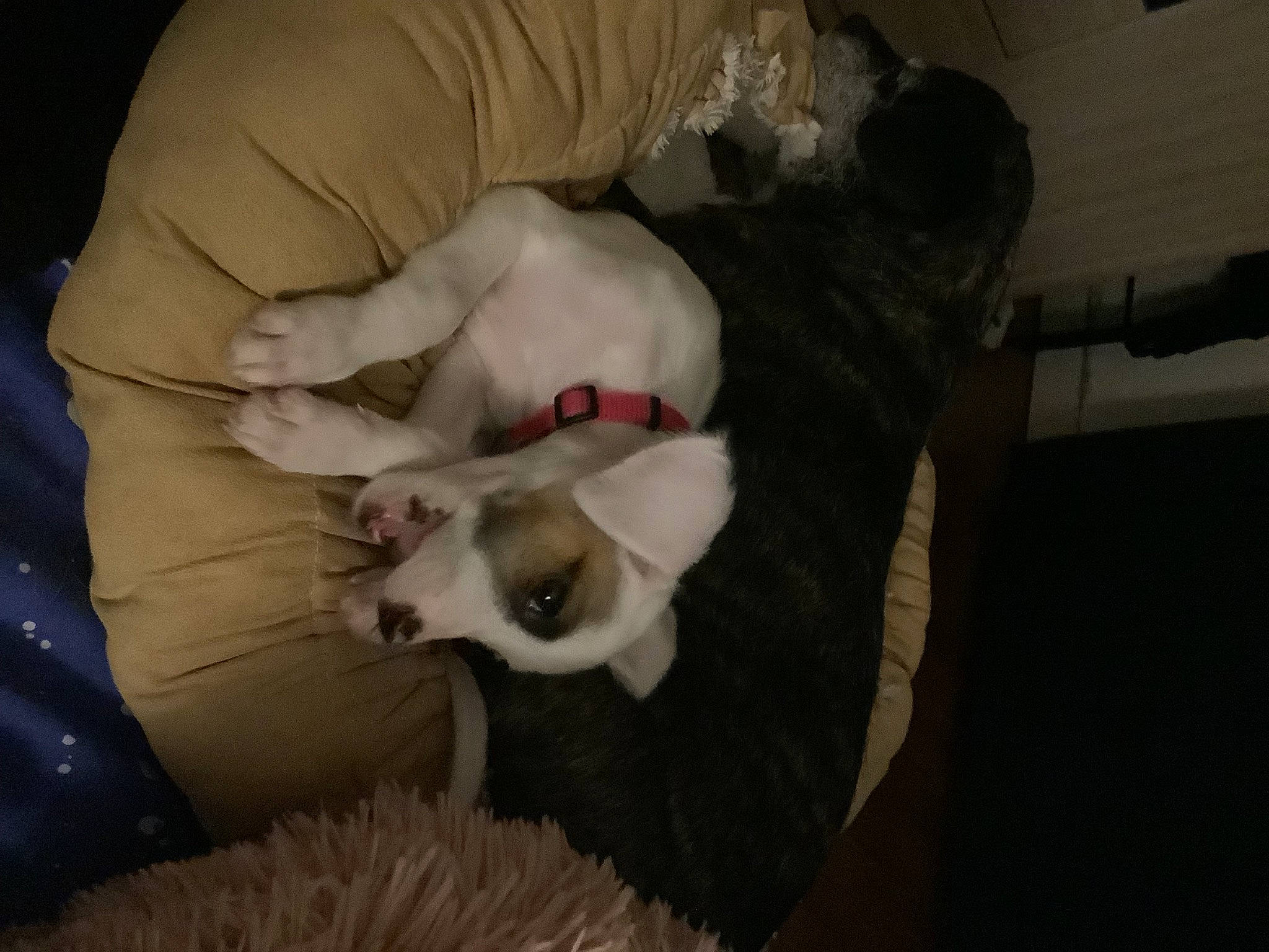 Shelby participe au concours pour gagner de l'argent avec cette photo : canidae, carnivore, comfort, companion_dog, dog, dog_breed, fang, fawn, felidae, fur, nap, non_sporting_group, paw, small_to_medium_sized_cats, snout, sporting_group, tail, toy_dog, whiskers, working_animal