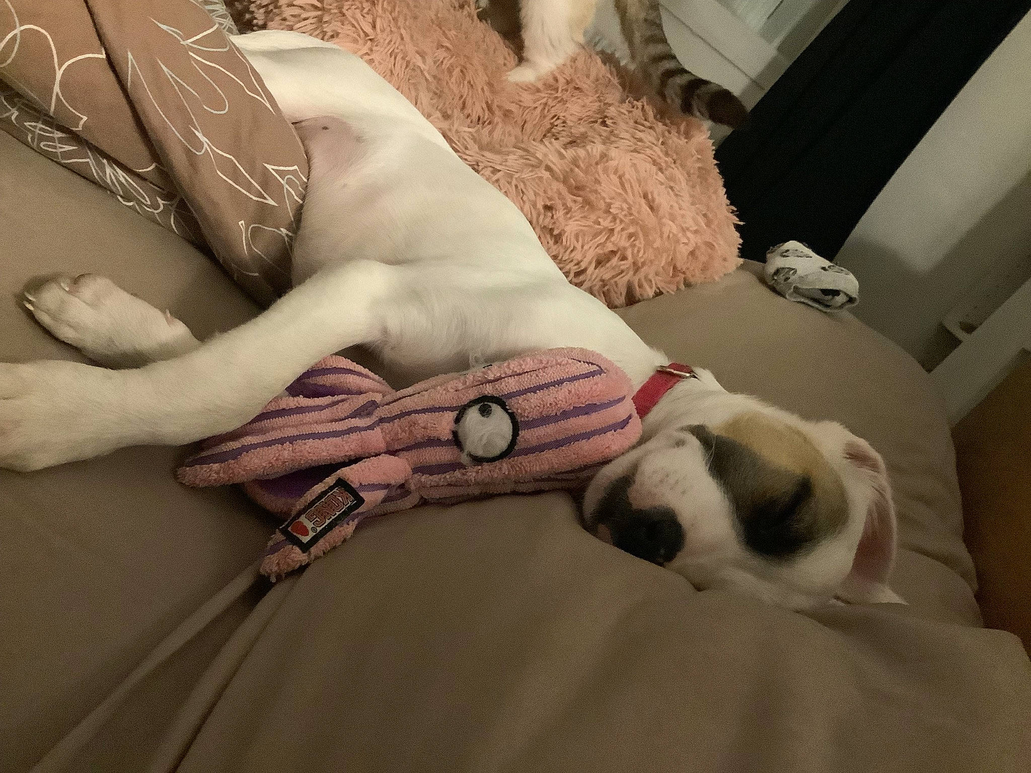 Shelby a rejoint le concours — aidez-le/la à gagner de superbes lots ! abdomen, art, bedding, carnivore, chest, comfort, companion_dog, couch, dog, fawn, fur, gesture, human_leg, knee, linens, nail, thigh, trunk, wood, wrist