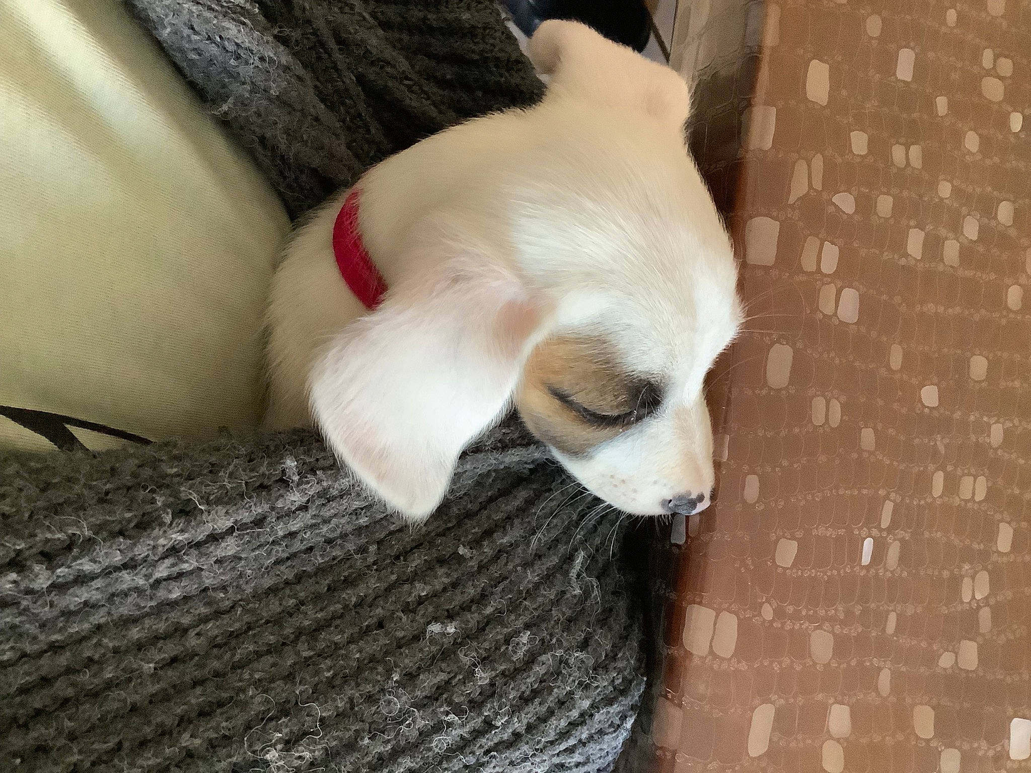 Shelby participe au concours pour gagner de l'argent avec cette photo : canidae, carnivore, comfort, companion_dog, couch, dog, dog_breed, ear, fawn, felidae, flooring, fur, head, linens, sporting_group, tail, toy_dog, whiskers, wood, working_animal