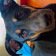 Attila participe au concours pour gagner de l'argent avec cette photo : dog, doberman, puppy, pet, animal, portrait, close_up, face, eyes, ears, nose, black_and_tan, indoor, home, bed, wooden_door, smartphone_screenshot, wallpaper, photobomb, cute