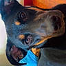 dog, doberman, puppy, pet, animal, portrait, close_up, face, eyes, ears, nose, black_and_tan, indoor, home, bed, wooden_door, smartphone_screenshot, wallpaper, photobomb, cute