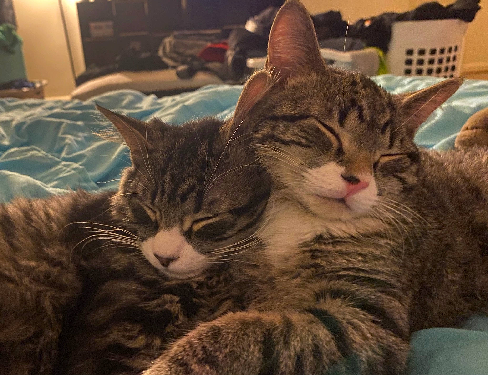 Tinks is registered to the contest to win money with this photo: cabinetry, carnivore, cat, chest_of_drawers, claw, comfort, cupboard, domestic_short_haired_cat, drawer, felidae, fur, home_appliance, kitchen_appliance, lamp, nap, paw, small_to_medium_sized_cats, snout, whiskers