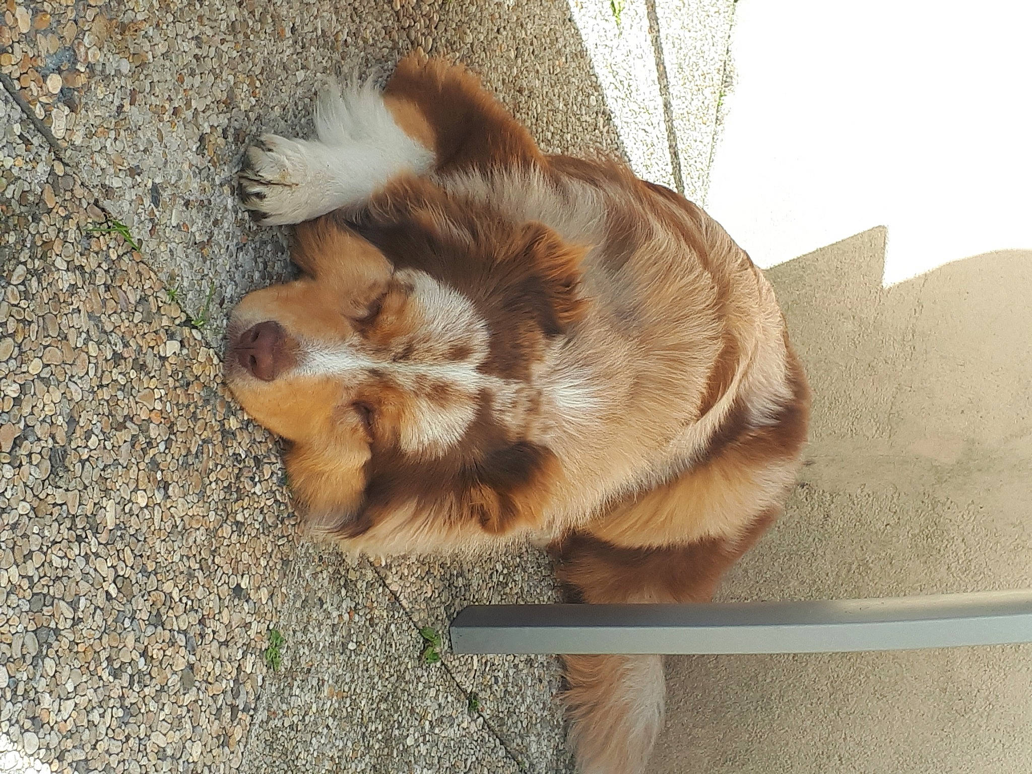 Patoche a rejoint le concours — aidez-le/la à gagner de superbes lots ! canidae, carnivore, companion_dog, dog, dog_breed, fawn, liver, puppy, sporting_group