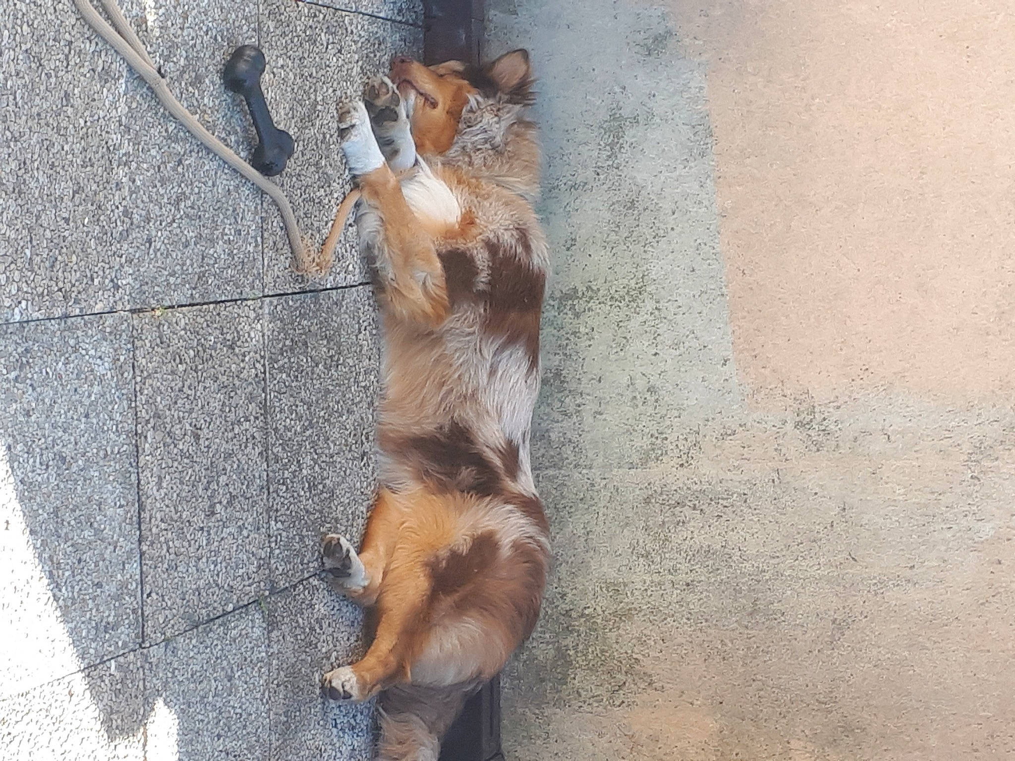 Patoche a rejoint le concours — aidez-le/la à gagner de superbes lots ! canidae, carnivore, companion_dog, dog, dog_breed, fawn, street_dog, tail, working_dog