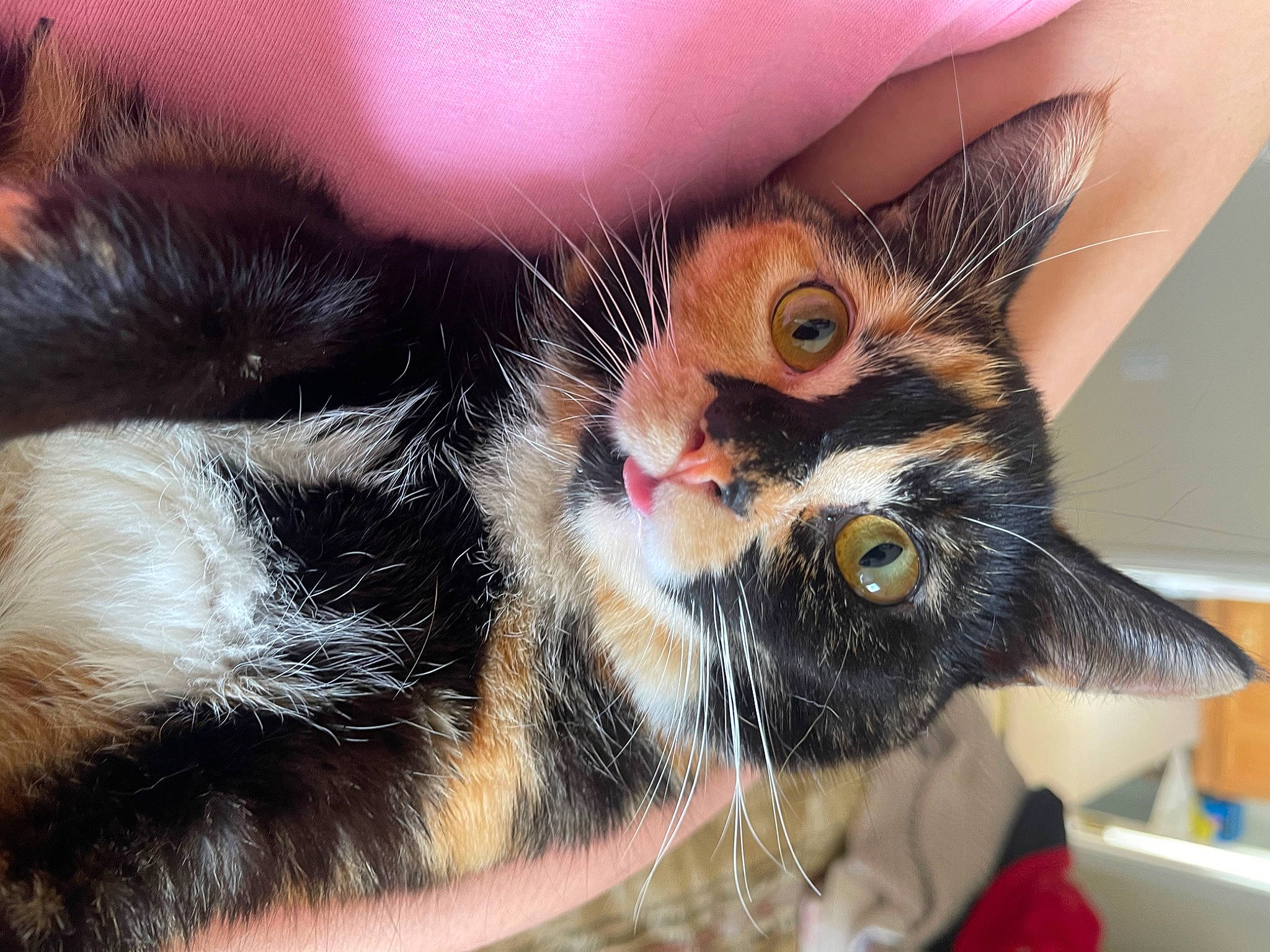 Nala joined the competition — help win amazing prizes! carnivore, cat, claw, domestic_short_haired_cat, ear, eye, eyelash, fawn, felidae, fur, paw, plant, small_to_medium_sized_cats, snout, tail, tree, whiskers