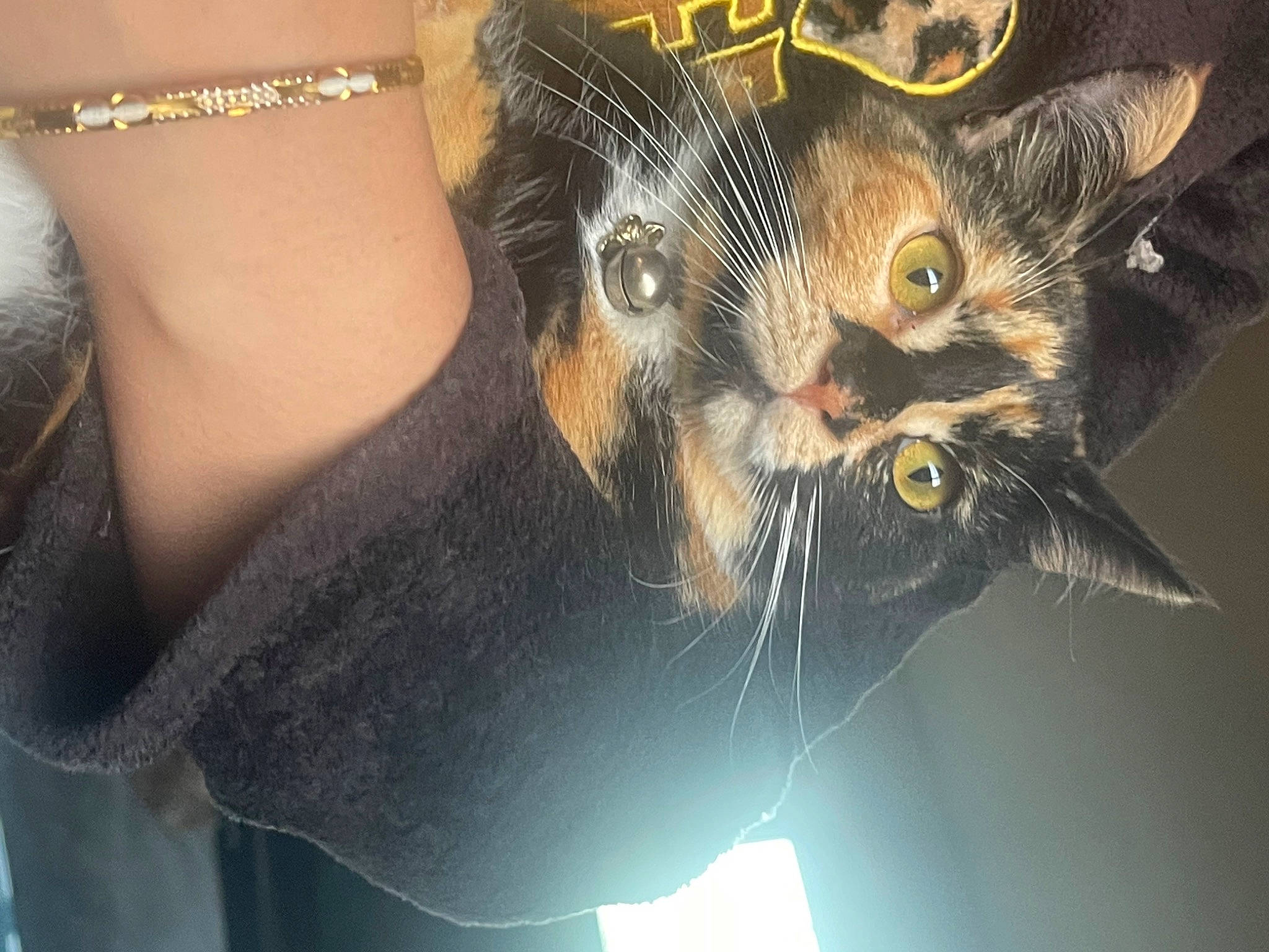 Nala is registered to the contest to win money with this photo: beauty, black_hair, carnivore, cat, ear, eye, eyelash, fawn, felidae, fur, gesture, glasses, head, neck, small_to_medium_sized_cats, snout, sunglasses, thigh, trunk, whiskers