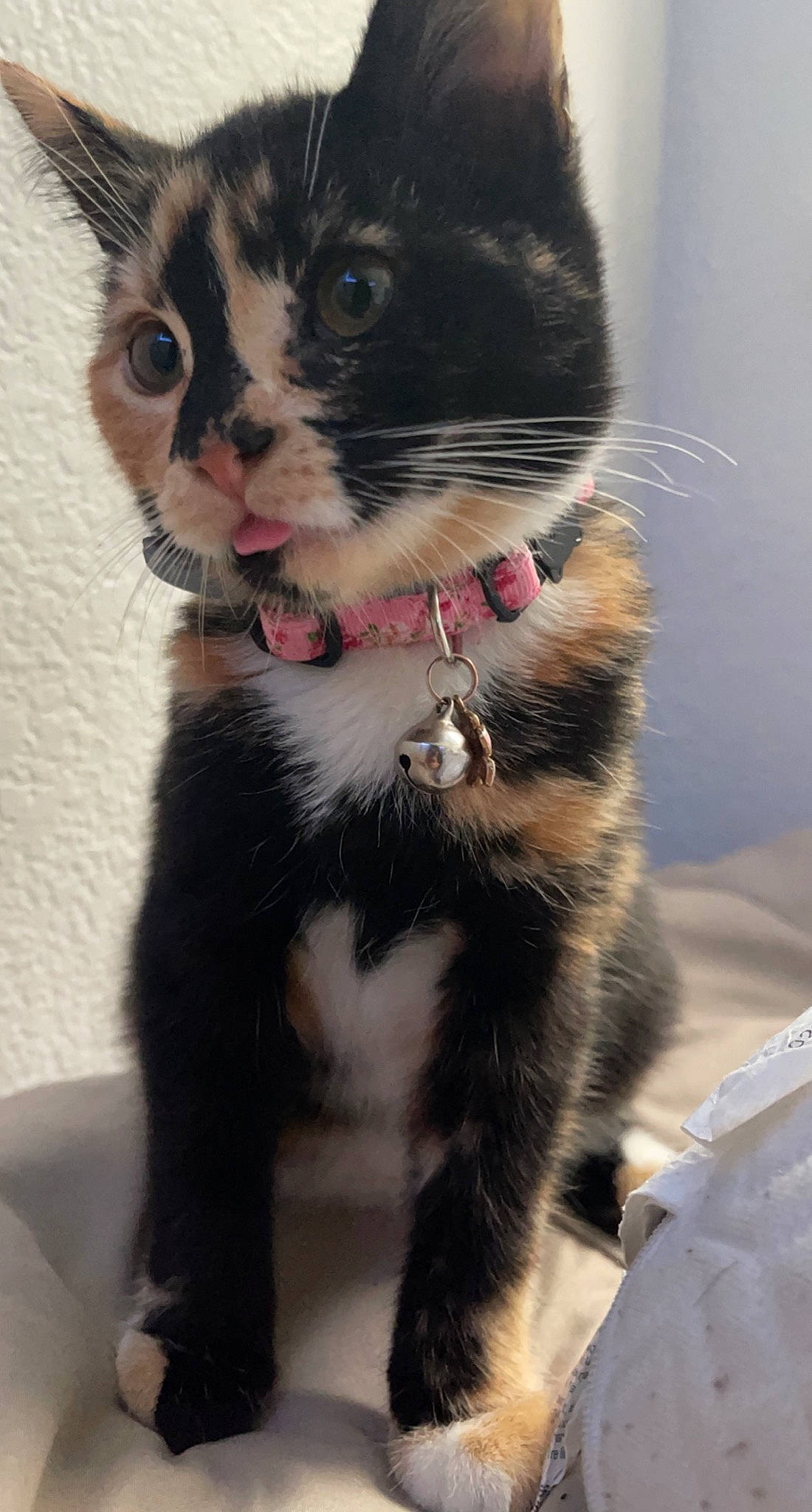 Nala joined the competition — help win amazing prizes! carnivore, cat, claw, collar, domestic_short_haired_cat, felidae, foot, fur, gesture, iris, paw, small_to_medium_sized_cats, snout, tail, terrestrial_animal, whiskers