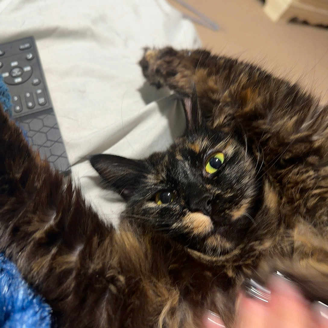 Afton Yarbrough joined the competition — help win amazing prizes! cat, tortoiseshell, furry, pet, green_eyes, bed, remote_control, stretching, curious, indoor, closeup, whiskers, paw, fur, animal, domestic, relaxed, soft, home, sleepy