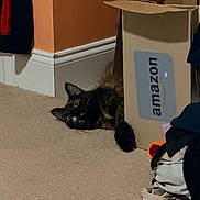 Afton Yarbrough is registered to the contest to win money with this photo: cat, tortoiseshell_cat, amazon_box, carpet, indoor, corner, orange_wall, white_trim, curious, pets, feline, cozy, relaxed, home, floor, box, animal, peeking, playful, domestic
