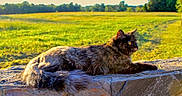 Afton Yarbrough joined the competition — help win amazing prizes! cat, tortoiseshell, feline, animal, outdoor, nature, sunlight, stone, ledge, grass, field, greenery, trees, daylight, fur, portrait, relaxed, pet, wildlife, mammal