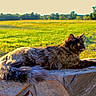 cat, tortoiseshell, feline, animal, outdoor, nature, sunlight, stone, ledge, grass, field, greenery, trees, daylight, fur, portrait, relaxed, pet, wildlife, mammal