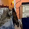 Afton Yarbrough is registered to the contest to win money with this photo: cat, blanket, chair, door, floor, lamp, stocking, wall, carpet, furniture, curiosity, indoor, home, animal, pet, tail, wooden_railing, decor, orange_wall, black_cord