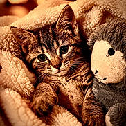 Jynx joined the competition — help win amazing prizes! kitten, cat, plush_toy, blanket, cozy, fur, cute, pet, snuggling, soft, indoors, closeup, warm_lighting, animal, young_cat, resting, comfort, feline, stuffed_animal, relaxation