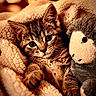 kitten, cat, plush_toy, blanket, cozy, fur, cute, pet, snuggling, soft, indoors, closeup, warm_lighting, animal, young_cat, resting, comfort, feline, stuffed_animal, relaxation