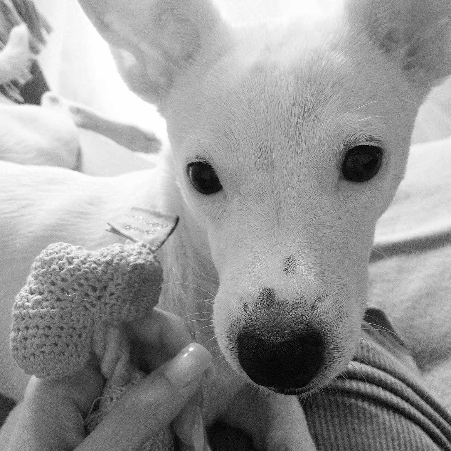 Biancanina