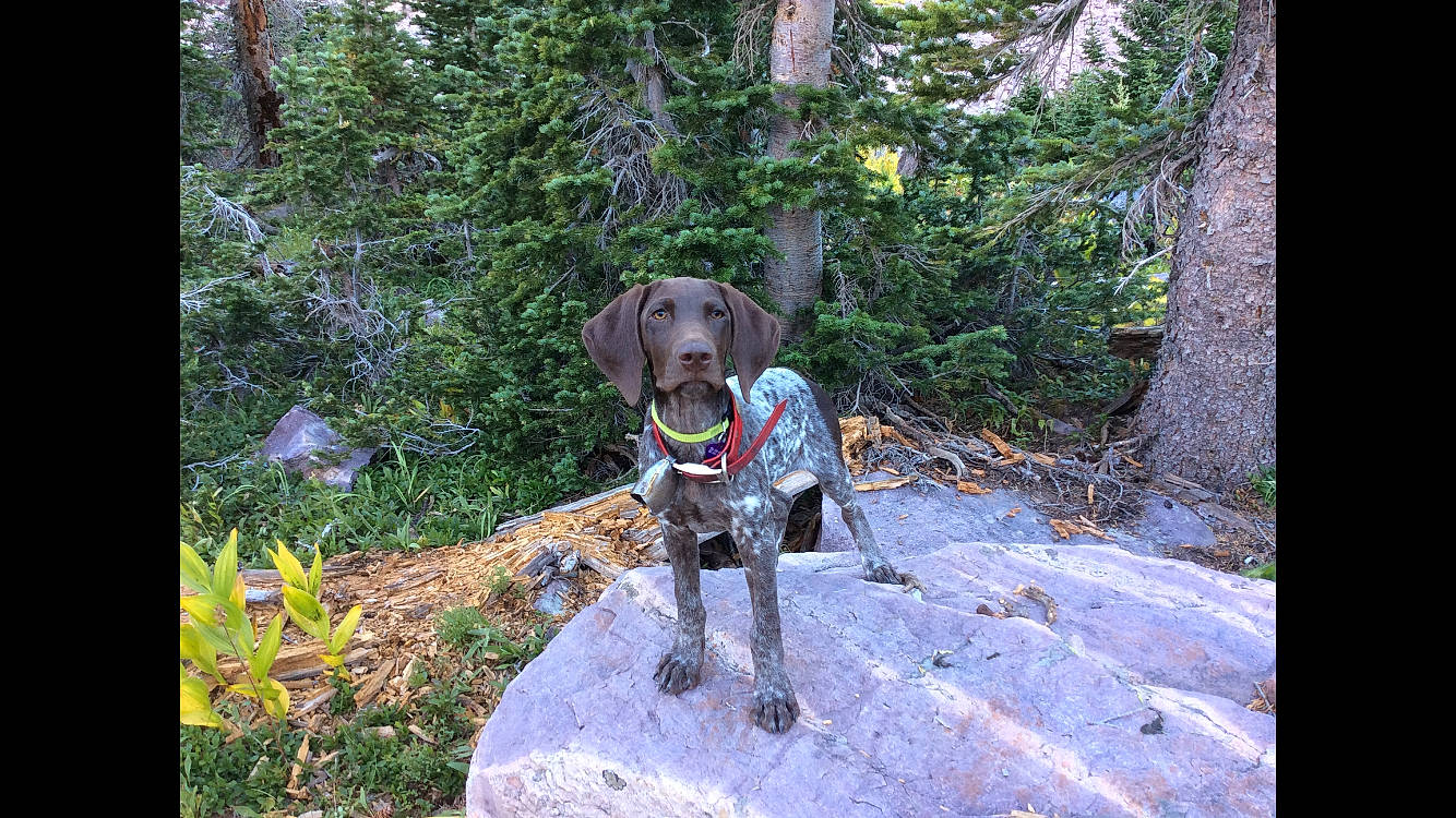 Elly joined the competition — help win amazing prizes! adventure, braque_francais, canidae, carnivore, chesapeake_bay_retriever, dog, dog_breed, german_shorthaired_pointer, gun_dog, hunting_dog, labrador_retriever, mammal, pointer, pointing_breed, retriever, sporting_group, vertebrate, weimaraner