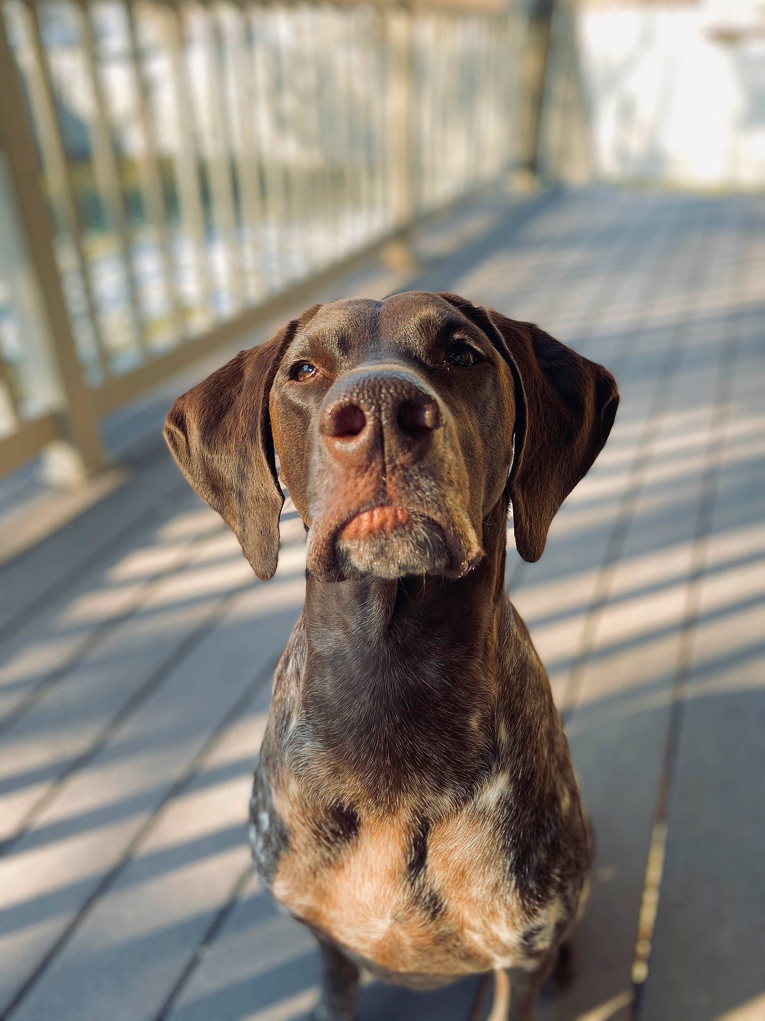 Elly joined the competition — help win amazing prizes! braque_du_bourbonnais, braque_francais, canidae, carnivore, dog, dog_breed, german_shorthaired_pointer, german_wirehaired_pointer, hunting_dog, liver, louisiana_catahoula_leopard_dog, mammal, old_danish_pointer, plott_hound, pointer, pointing_breed, rare_breed_dog, snout, sporting_group, vertebrate