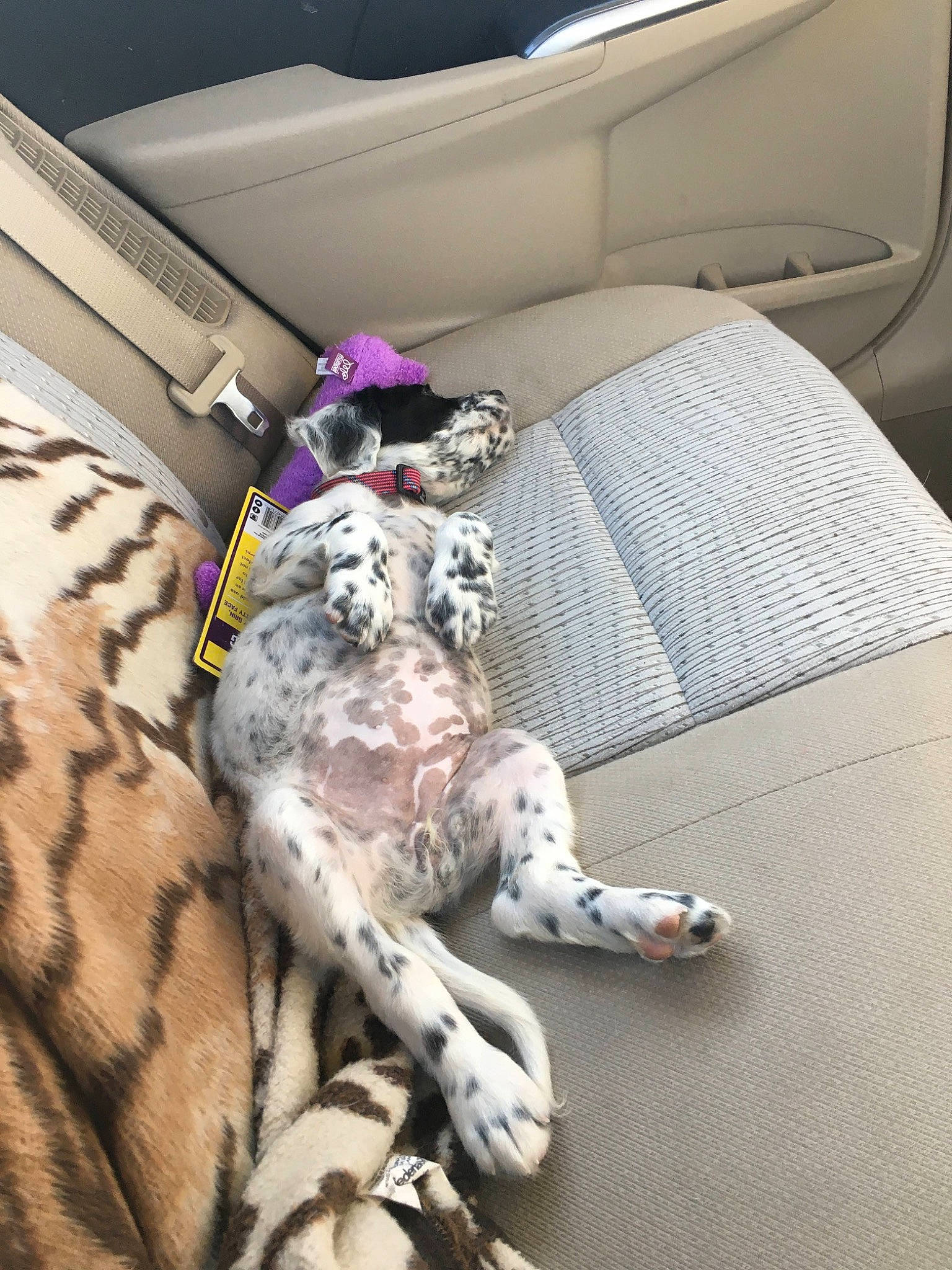Kuma joined the competition — help win amazing prizes! canidae, car_seat, carnivore, english_setter, felidae, non_sporting_group, sporting_group