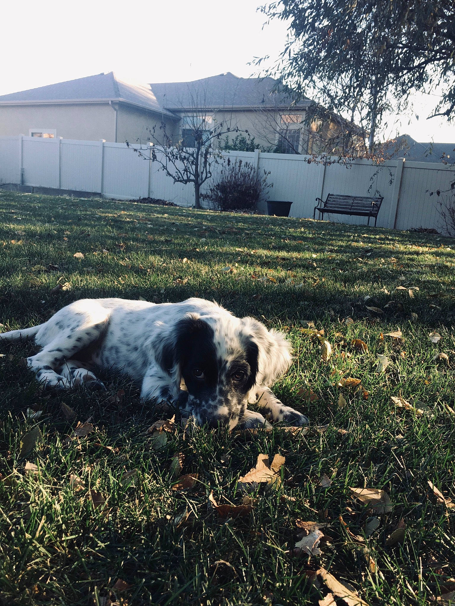 Kuma joined the competition — help win amazing prizes! canidae, carnivore, cloud, dog, dog_breed, farm, fence, grass, home, house, mountain, pasture, pointer, retriever, rural_area, setter, sky, sporting_group, winter