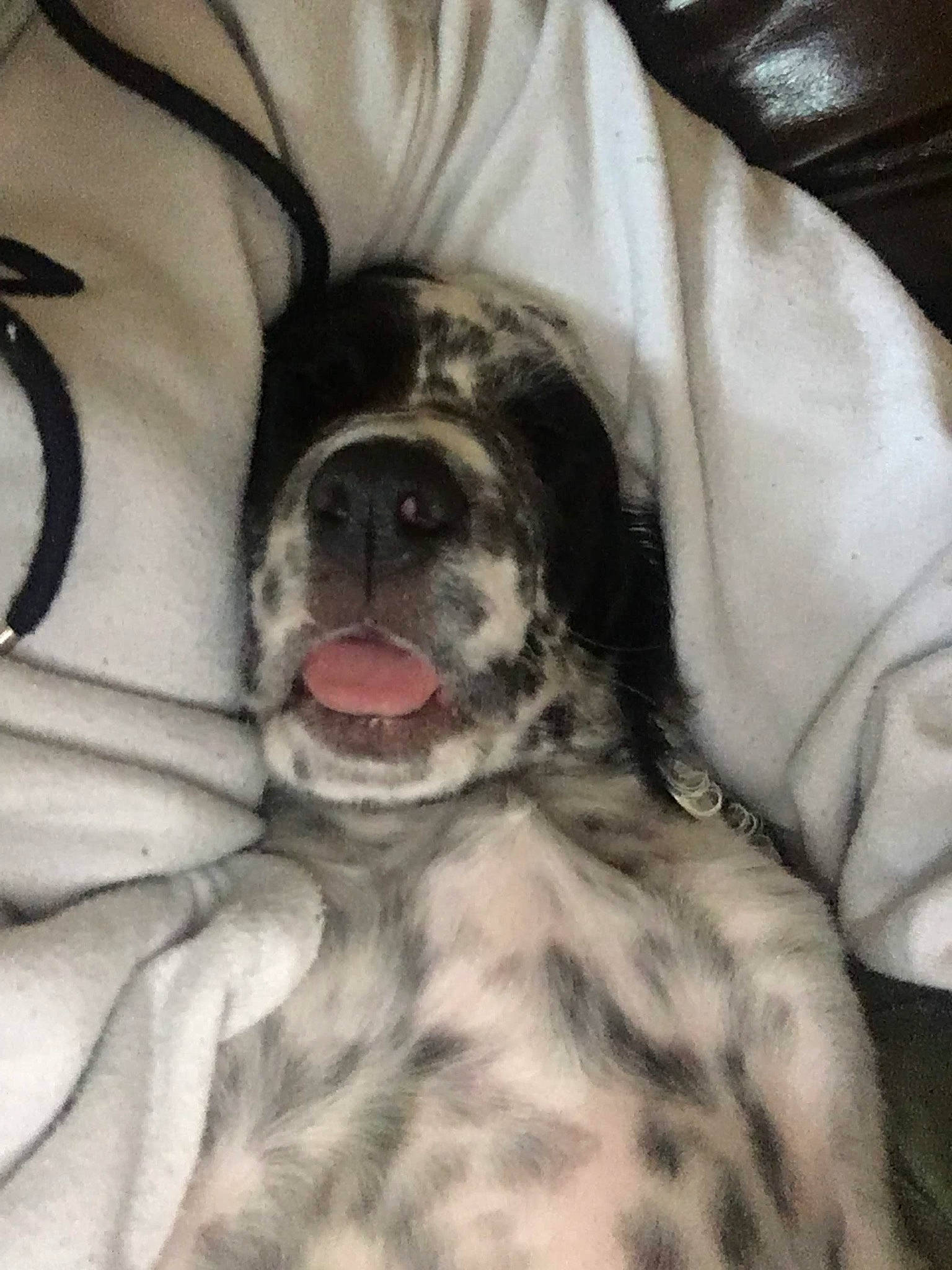 Kuma joined the competition — help win amazing prizes! canidae, carnivore, companion_dog, dog, dog_breed, english_setter, mammal, non_sporting_group, pointer, snout, sporting_group, whiskers