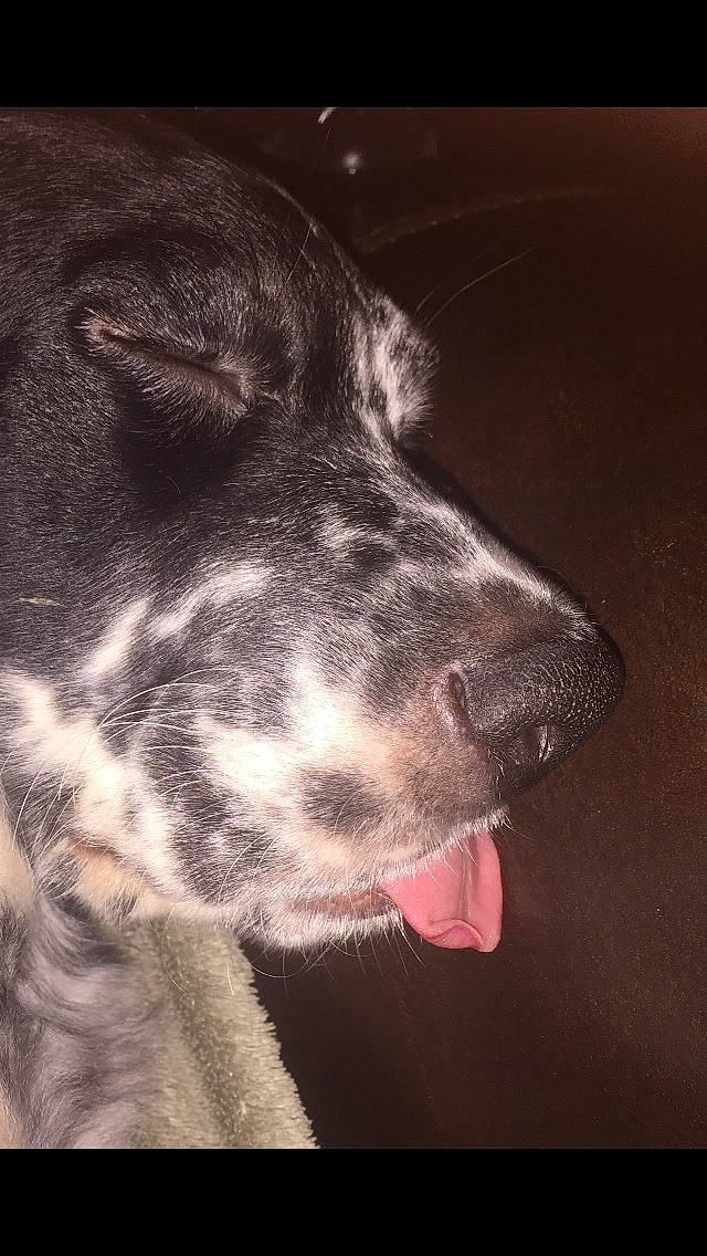 Kuma is registered to the contest to win money with this photo: canidae, carnivore, dog, dog_breed, ear, great_dane, mammal, non_sporting_group, nose, snout, sporting_group, whiskers