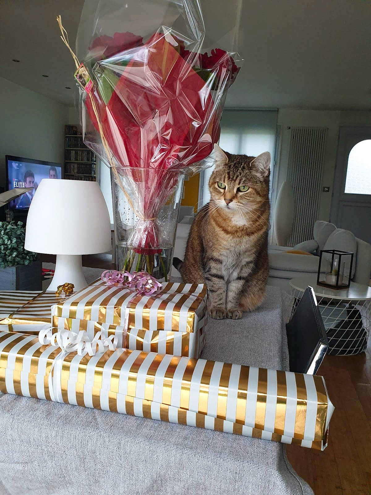 Moustache participe au concours pour gagner de l'argent avec cette photo : box, cardboard, carnivore, cat, chair, comfort, comfort_food, domestic_short_haired_cat, event, felidae, finger_food, food, interior_design, linens, room, small_to_medium_sized_cats, table, tablecloth, whiskers, wood
