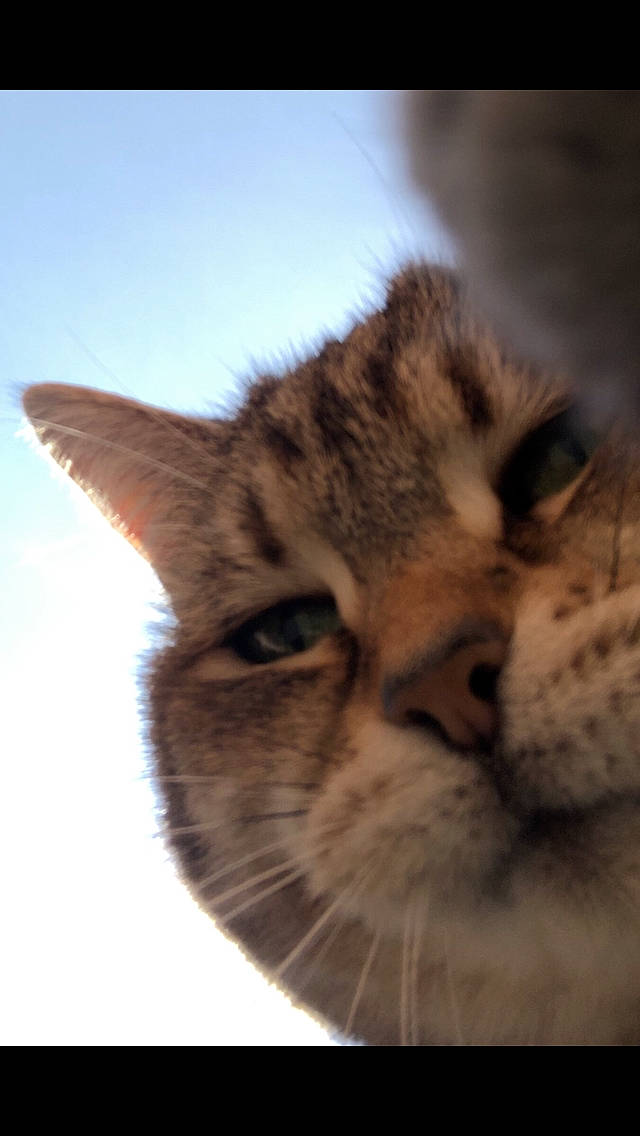 Moustache a rejoint le concours — aidez-le/la à gagner de superbes lots ! carnivore, cat, cloud, cumulus, domestic_short_haired_cat, fawn, felidae, fur, grass, paw, sky, small_to_medium_sized_cats, snout, tail, terrestrial_animal, tree, whiskers, wildlife, wood