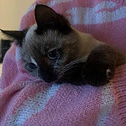 Peachy a rejoint le concours — aidez-le/la à gagner de superbes lots ! cat, kitten, pet, siamese, pink_sweater, sweater, cozy, indoor, close_up, paw, whiskers, blue_eyes, fur, cuddle, resting, person_arm, knitwear, texture, portrait, cute