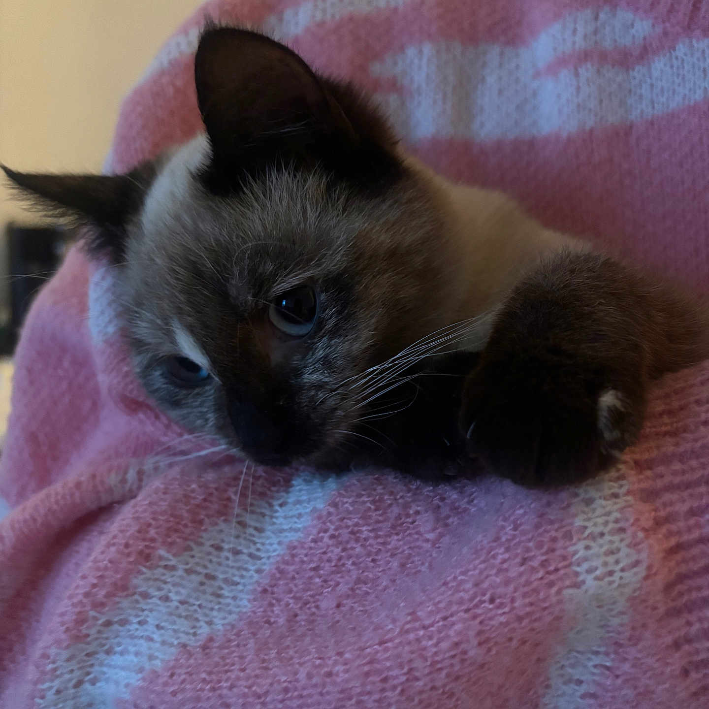 Peachy a rejoint le concours — aidez-le/la à gagner de superbes lots ! blue_eyes, cat, close_up, cozy, cuddle, cute, fur, indoor, kitten, knitwear, paw, person_arm, pet, pink_sweater, portrait, resting, siamese, sweater, texture, whiskers