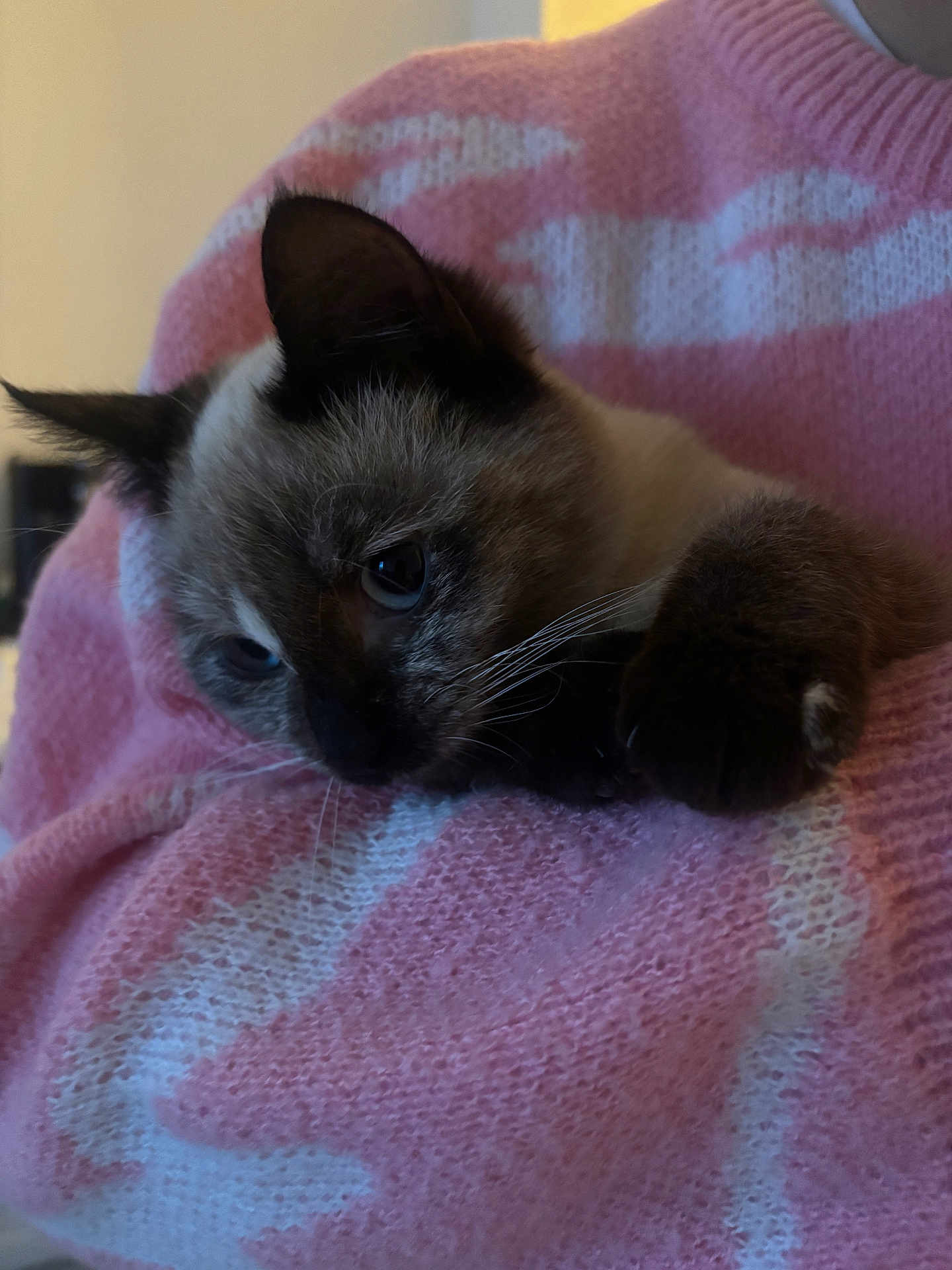 Peachy a rejoint le concours — aidez-le/la à gagner de superbes lots ! cat, kitten, pet, siamese, pink_sweater, sweater, cozy, indoor, close_up, paw, whiskers, blue_eyes, fur, cuddle, resting, person_arm, knitwear, texture, portrait, cute