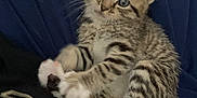 Ember Kirkland is registered to the contest to win money with this photo: kitten, cat, tabby, blue_eyes, fur, paw, whiskers, pet, animal, cute, lap, clothing, fabric, striped, young, domestic_cat, indoor, resting, curious, feline