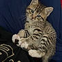 kitten, cat, tabby, blue_eyes, fur, paw, whiskers, pet, animal, cute, lap, clothing, fabric, striped, young, domestic_cat, indoor, resting, curious, feline