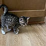 kitten, cat, animal, pet, wooden_floor, cabinet, indoor, curious, small, feline, young, cute, spotted, whiskers, tail, walking, fur, four_legs, domestic, exploring