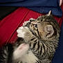 Ember Kirkland joined the competition — help win amazing prizes! kitten, cat, tabby, fur, paw, animal, pet, cute, small, sleeping, resting, indoor, cozy, soft, striped, whiskers, young, mammal, feline, closeup