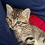 Ember Kirkland is registered to the contest to win money with this photo: kitten, tabby, cat, animal, pet, fur, whiskers, eyes, paws, person, clothing, blue_pants, red_fabric, indoor, close_up, cute, young, resting, cozy, companion