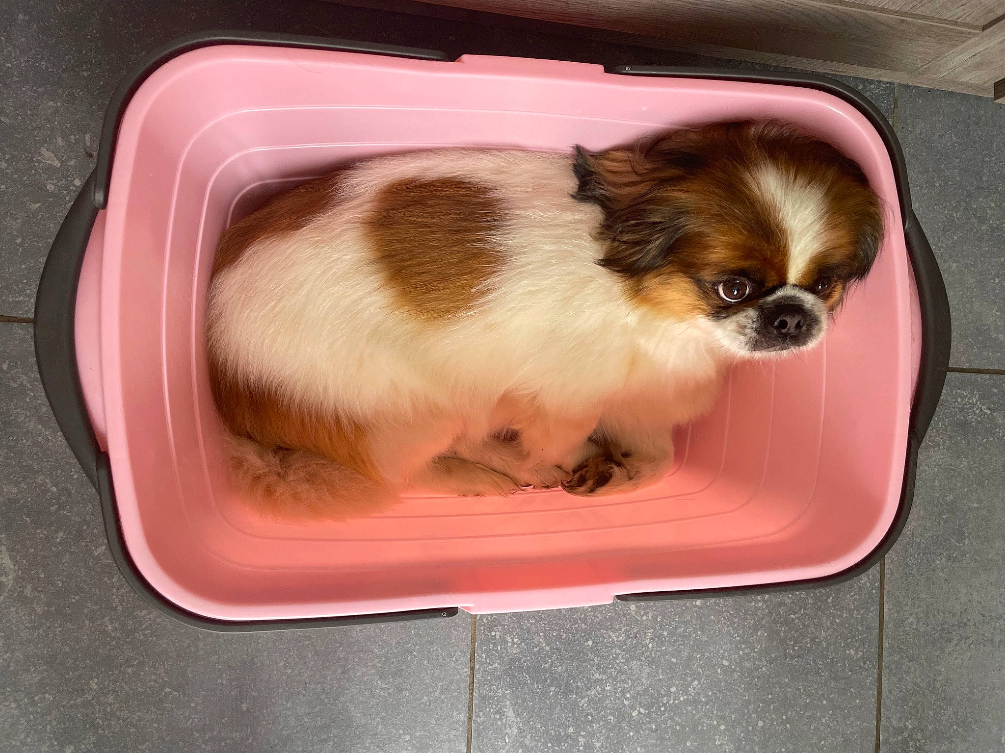 Skippy participe au concours pour gagner de l'argent avec cette photo : ancient_dog_breeds, canidae, carnivore, companion_dog, dog, dog_breed, dog_supply, fawn, fur, japanese_chin, liver, non_sporting_group, pekingese, pet_supply, puppy, snout, sporting_group, tibetan_spaniel, toy_dog, working_animal