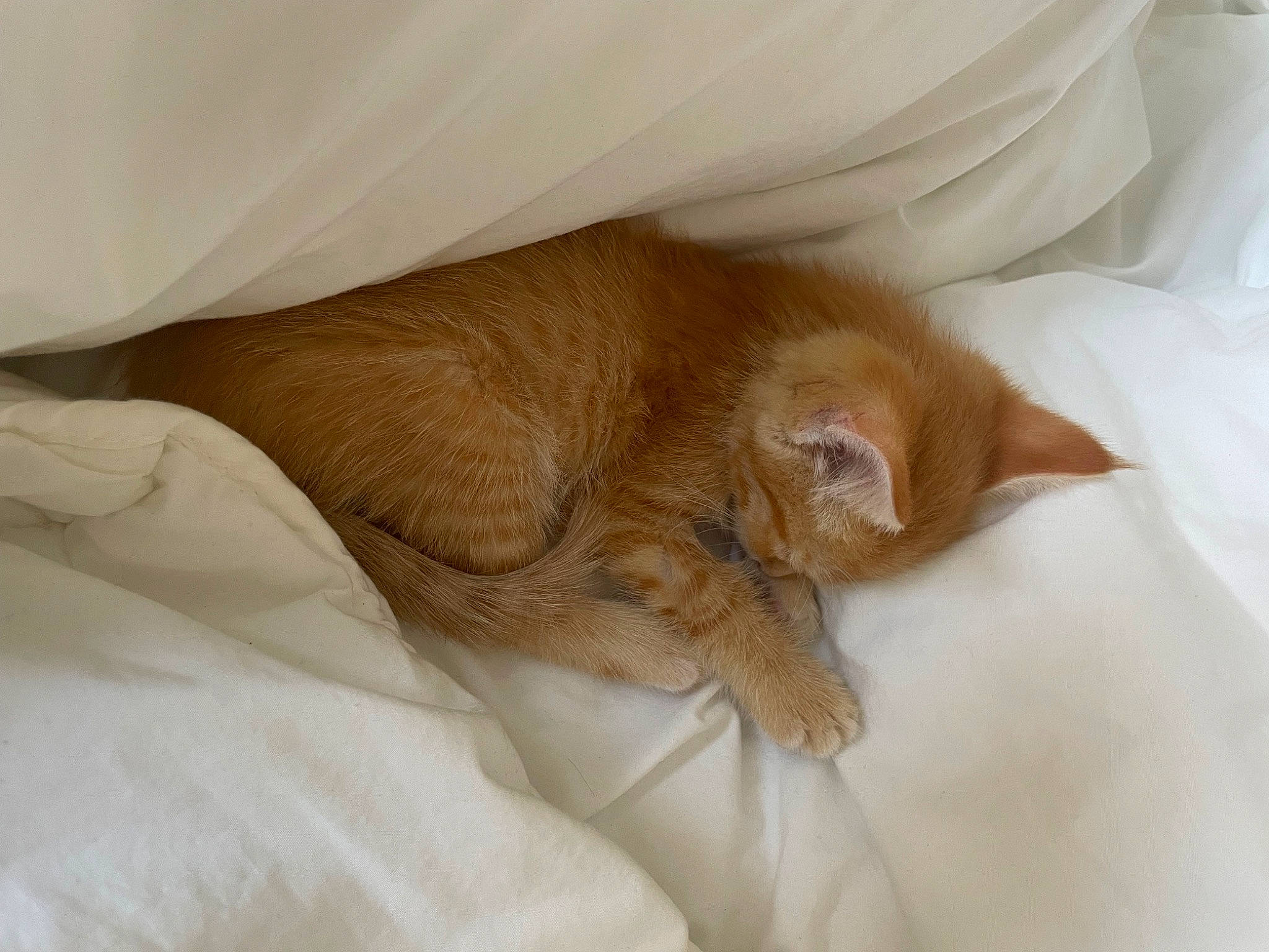 Nala participe au concours pour gagner de l'argent avec cette photo : bed, bed_sheet, bedding, carnivore, cat, comfort, duvet, fawn, felidae, fur, linens, nap, paw, room, sleep, small_to_medium_sized_cats, whiskers