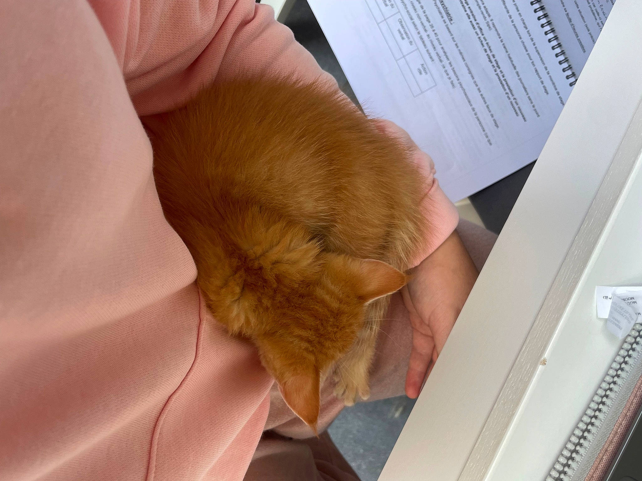 Nala participe au concours pour gagner de l'argent avec cette photo : comfort, companion_dog, dog, dog_breed, ear, fawn, felidae, finger, fur, gesture, hand, human_leg, nail, small_to_medium_sized_cats, snout, sporting_group, tail, whiskers, wood, wrinkle