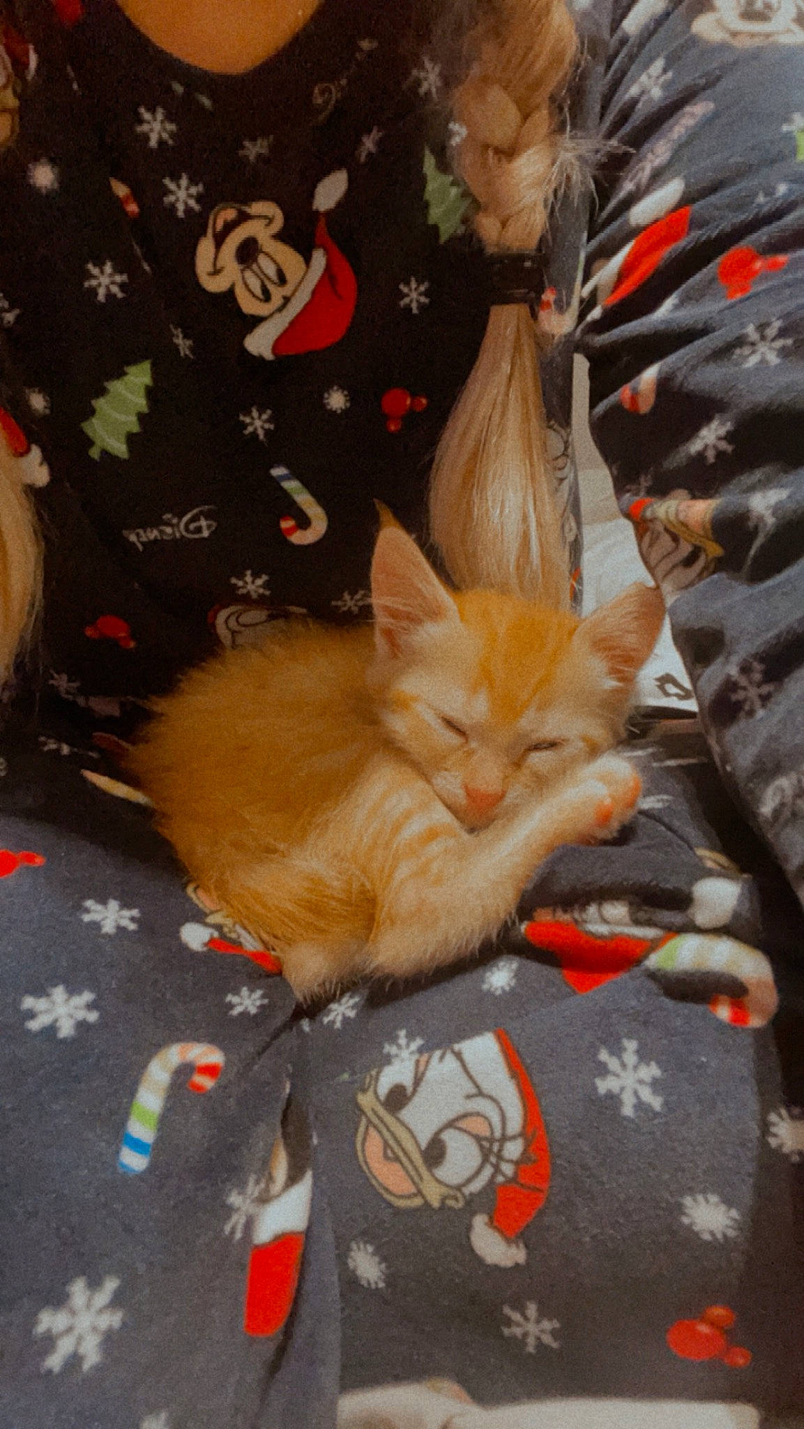 Nala participe au concours pour gagner de l'argent avec cette photo : carnivore, cat, christmas, comfort, domestic_short_haired_cat, fawn, felidae, flooring, fur, human_leg, lap, linens, orange, pattern, paw, room, small_to_medium_sized_cats, tail, whiskers, wood