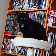 Alias participe au concours pour gagner de l'argent avec cette photo : cat, black_cat, cat_tree, bookshelf, books, indoor, pet, feline, sitting, white, shelf, collectibles, literature, reading, home, cozy, curious, animal, furniture, quiet