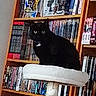 cat, black_cat, cat_tree, bookshelf, books, indoor, pet, feline, sitting, white, shelf, collectibles, literature, reading, home, cozy, curious, animal, furniture, quiet