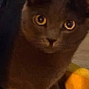 Tye is registered to the contest to win money with this photo: cat, gray_cat, yellow_eyes, indoor, wooden_floor, bowl, curious, pet, animal, feline, closeup, crouching, domestic_cat, looking, ears, whiskers, paws, home, floor, furniture