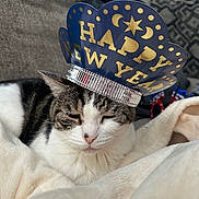 Minnie joined the competition — help win amazing prizes! animal, blanket, cat, celebration, cozy, crown, cute, ears, face, feline, fur, gray, indoor, new_year, pet, resting, sleepy, soft, striped, white