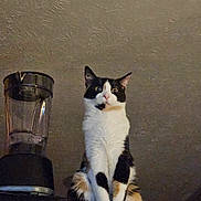 Freya joined the competition — help win amazing prizes! cat, black_and_white, blender, indoor, fur, pet, wide_eyes, sitting, curious, feline, appliance, kitchen, domestic, animal, whiskers, ears, paws, raised_surface, looking_down, texture_ceiling