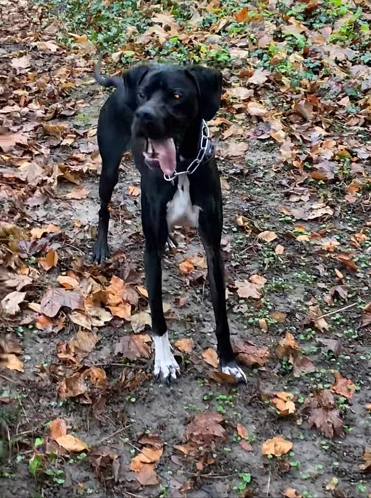 Spike